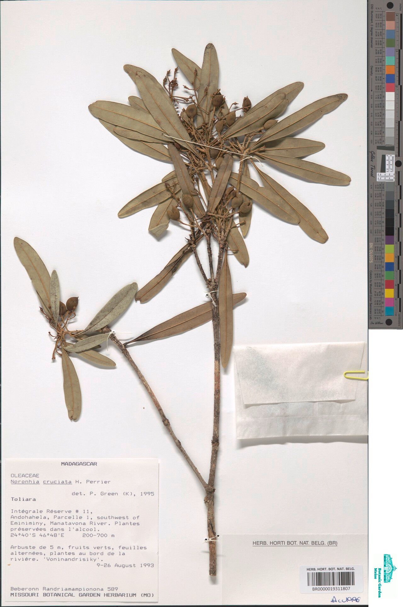 Noronhia cruciata — search result for 'Noronhia'