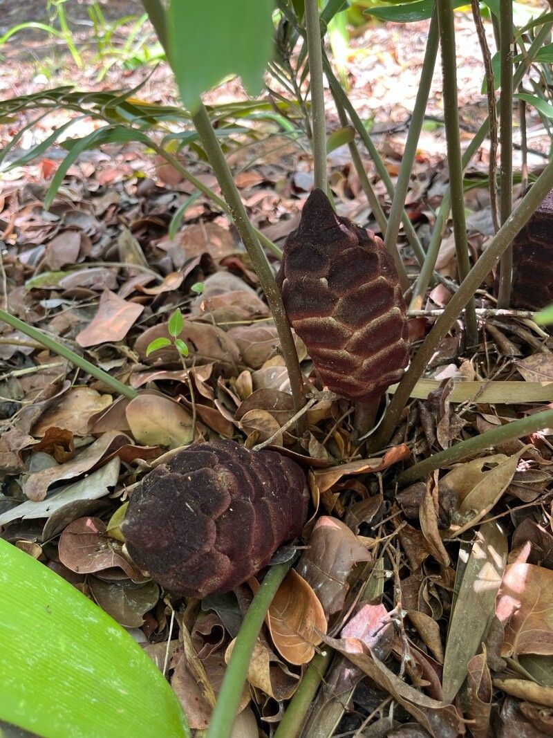 Zamia lucayana fruit