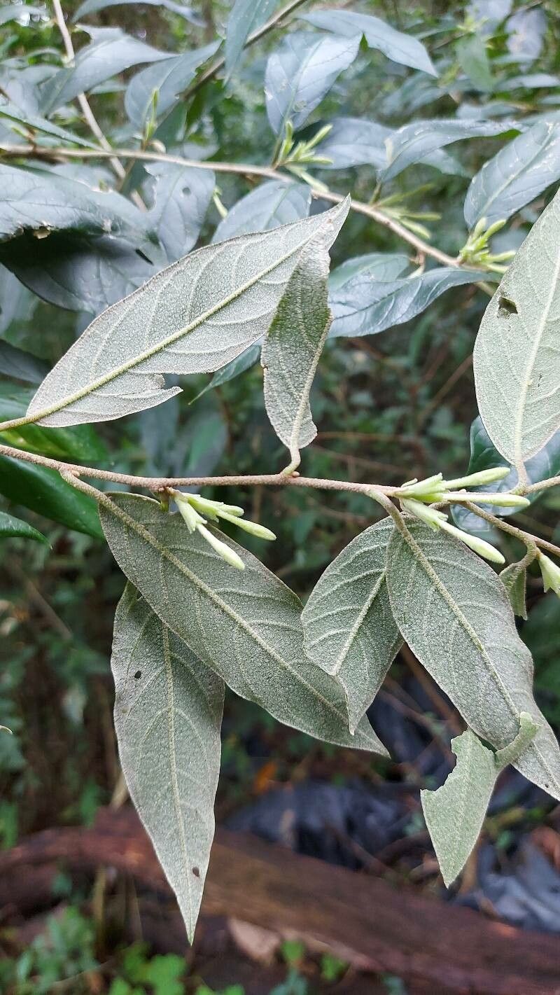 Cestrum strigillatum leaf