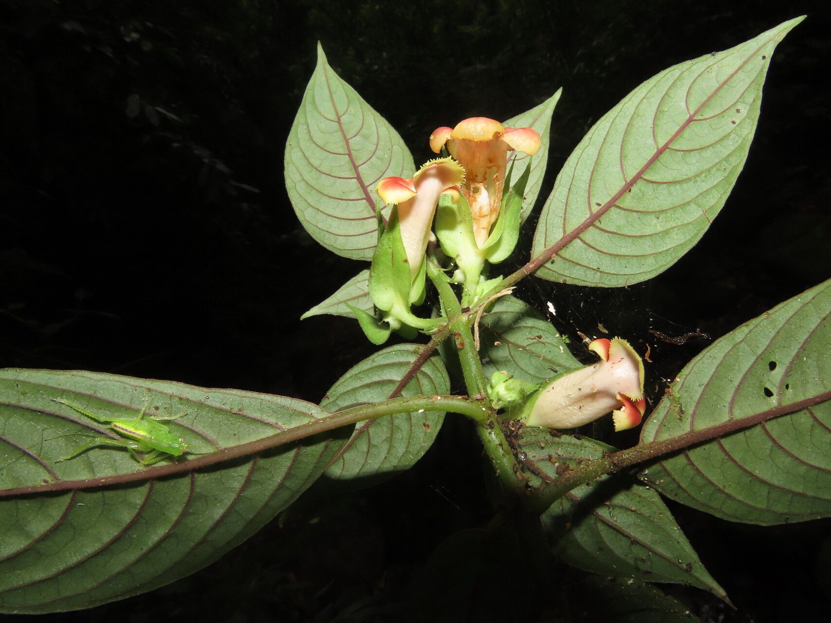 Drymonia warszewicziana leaf