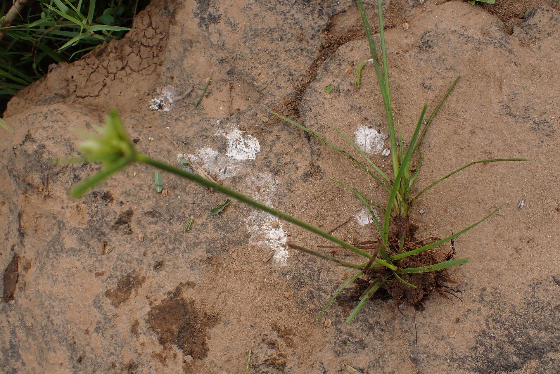 Cyperus smithianus habit
