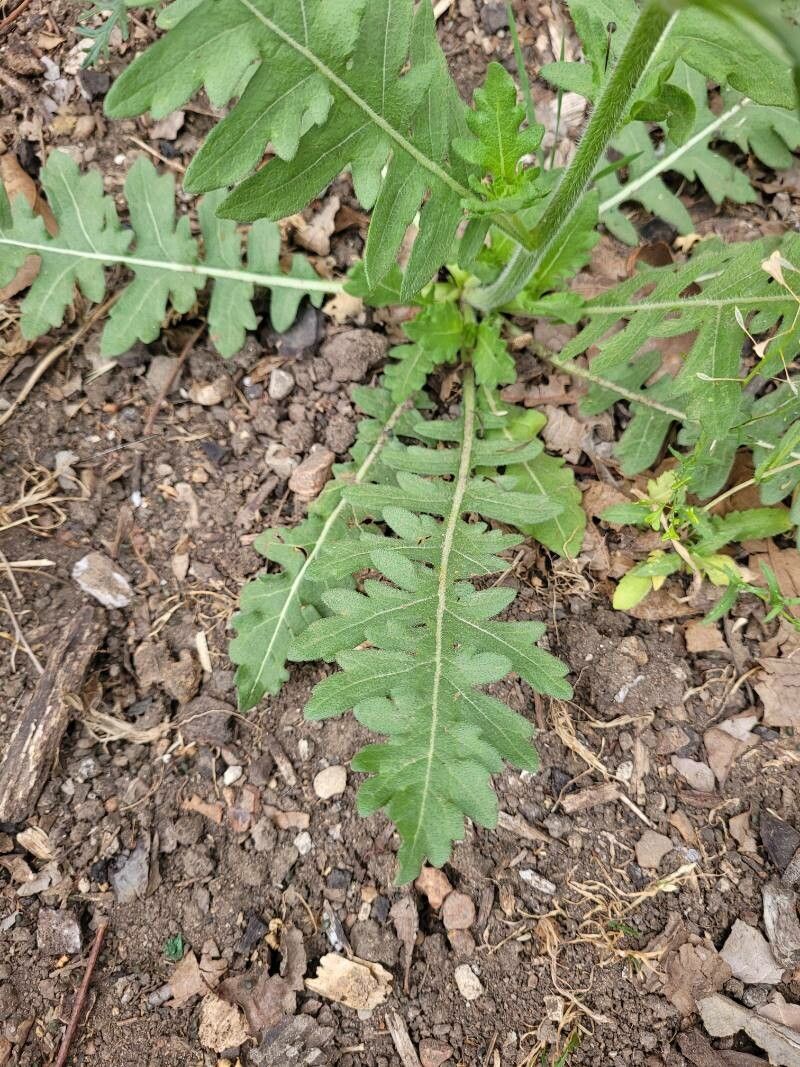 Engelmannia peristenia — clay tolerant houseplant