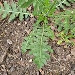 Engelmannia peristenia