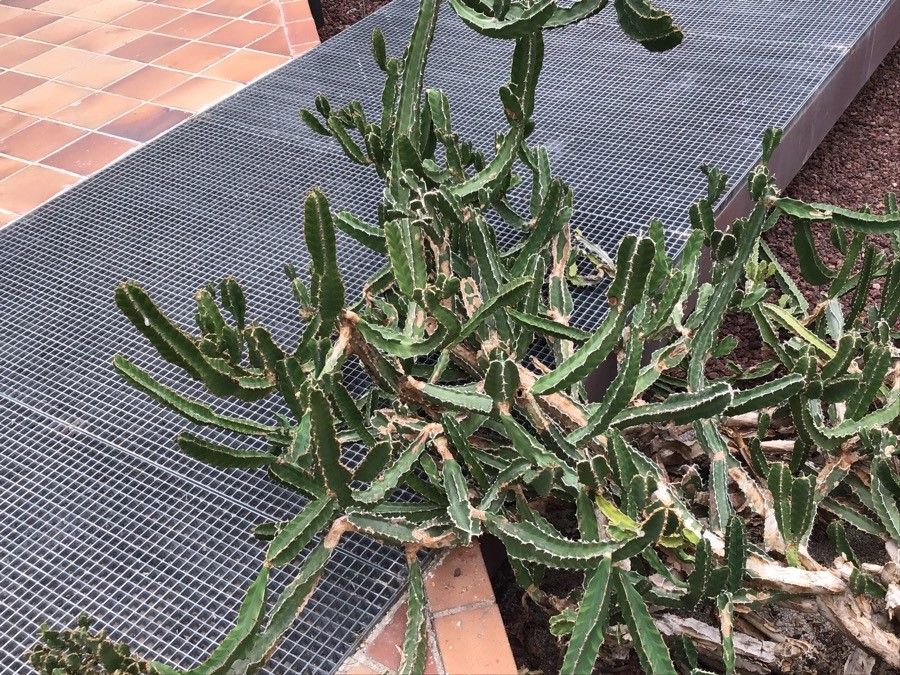 Euphorbia pseudocactus habit