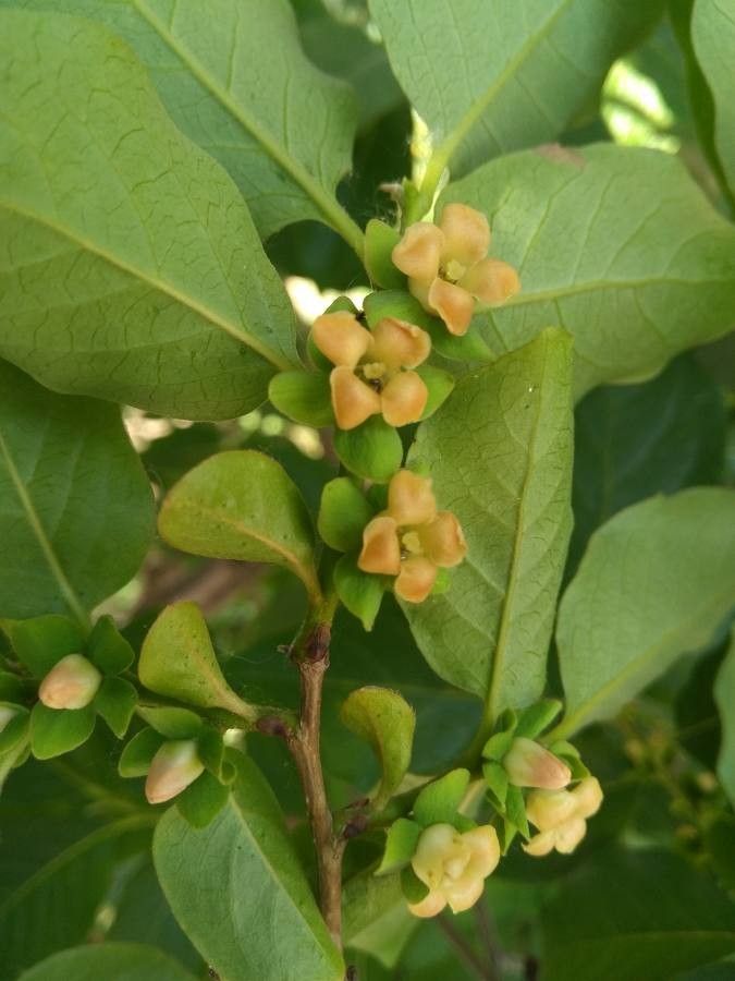 Diospyros lotus flower