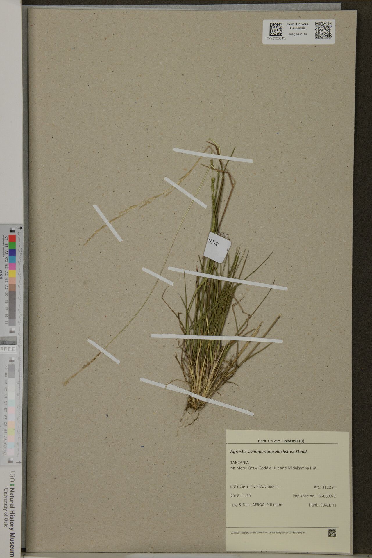 Polypogon schimperianus — houseplant care guide