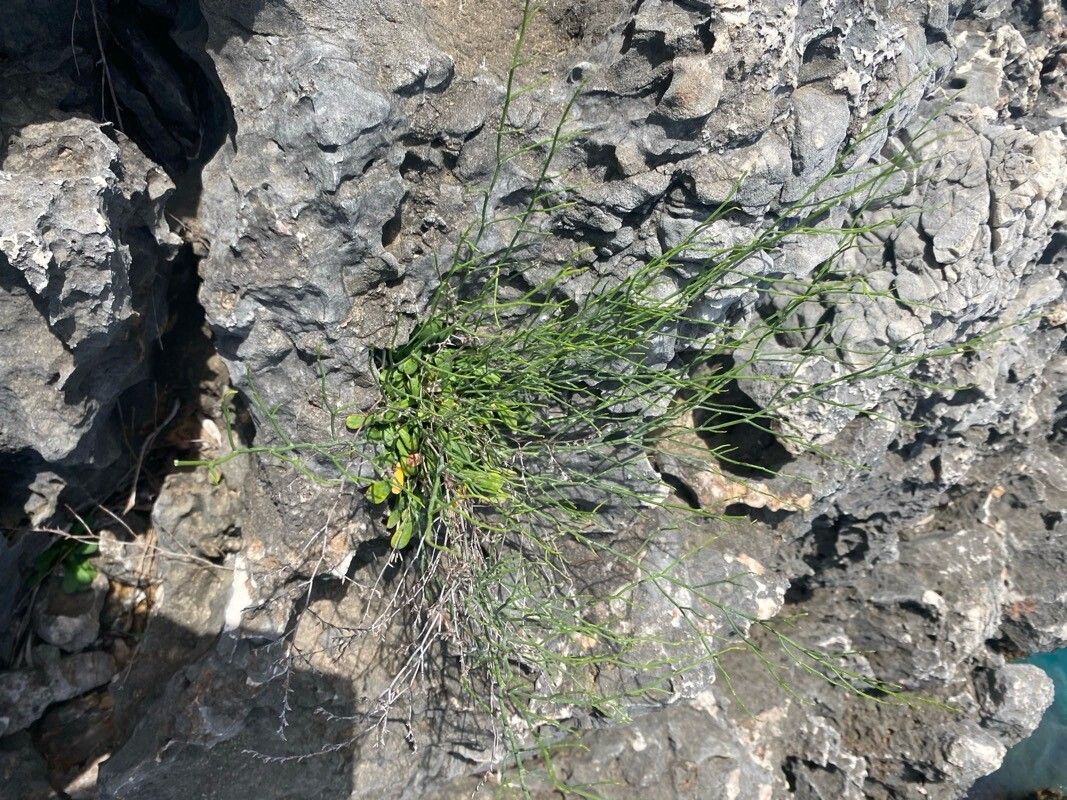 Limonium himariense flower