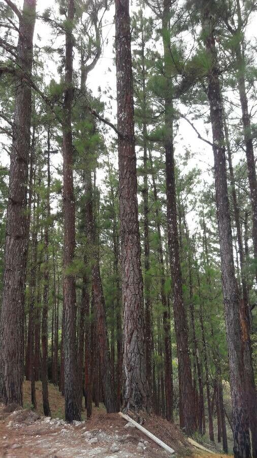 Pinus caribaea — search result for 'Pinus'