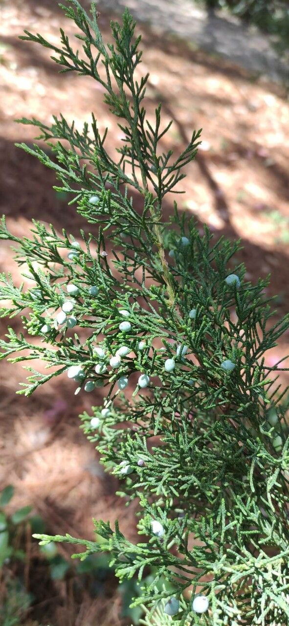 Juniperus bermudiana fruit