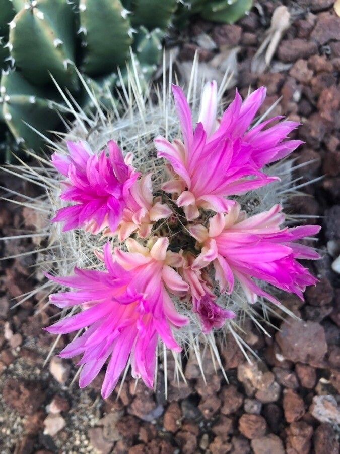 Cochemiea tetrancistra flower