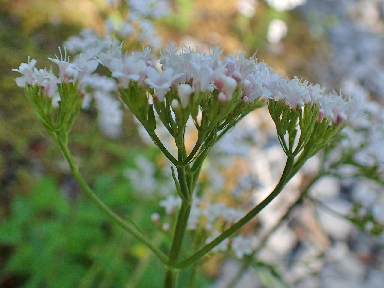 Valeriana tripteris fruit
