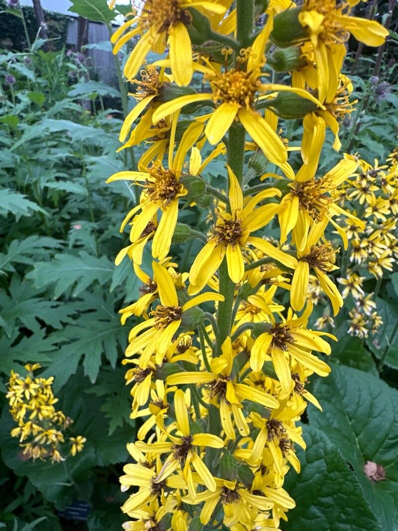 Ligularia hodgsonii flower