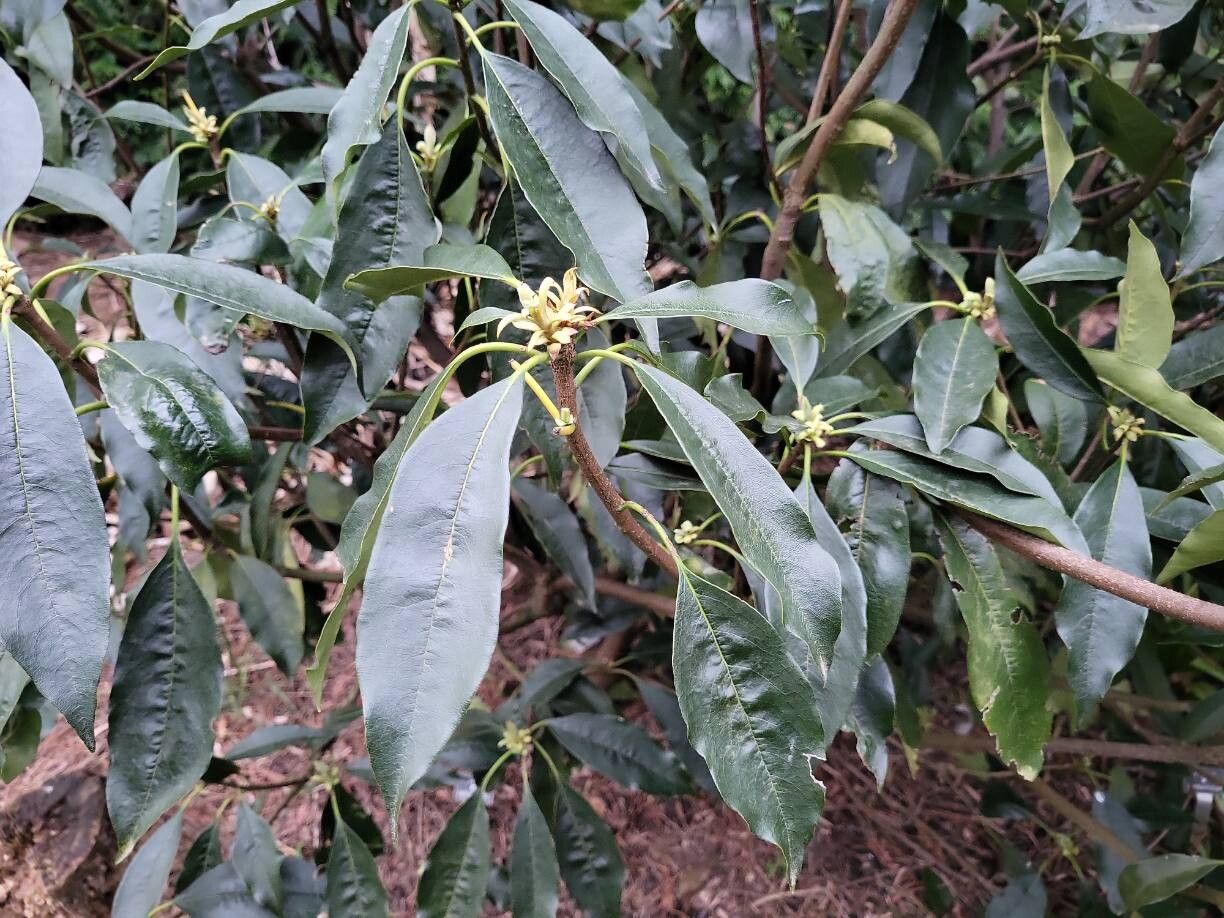 Pittosporum daphniphylloides — search result for 'Pittosporum'