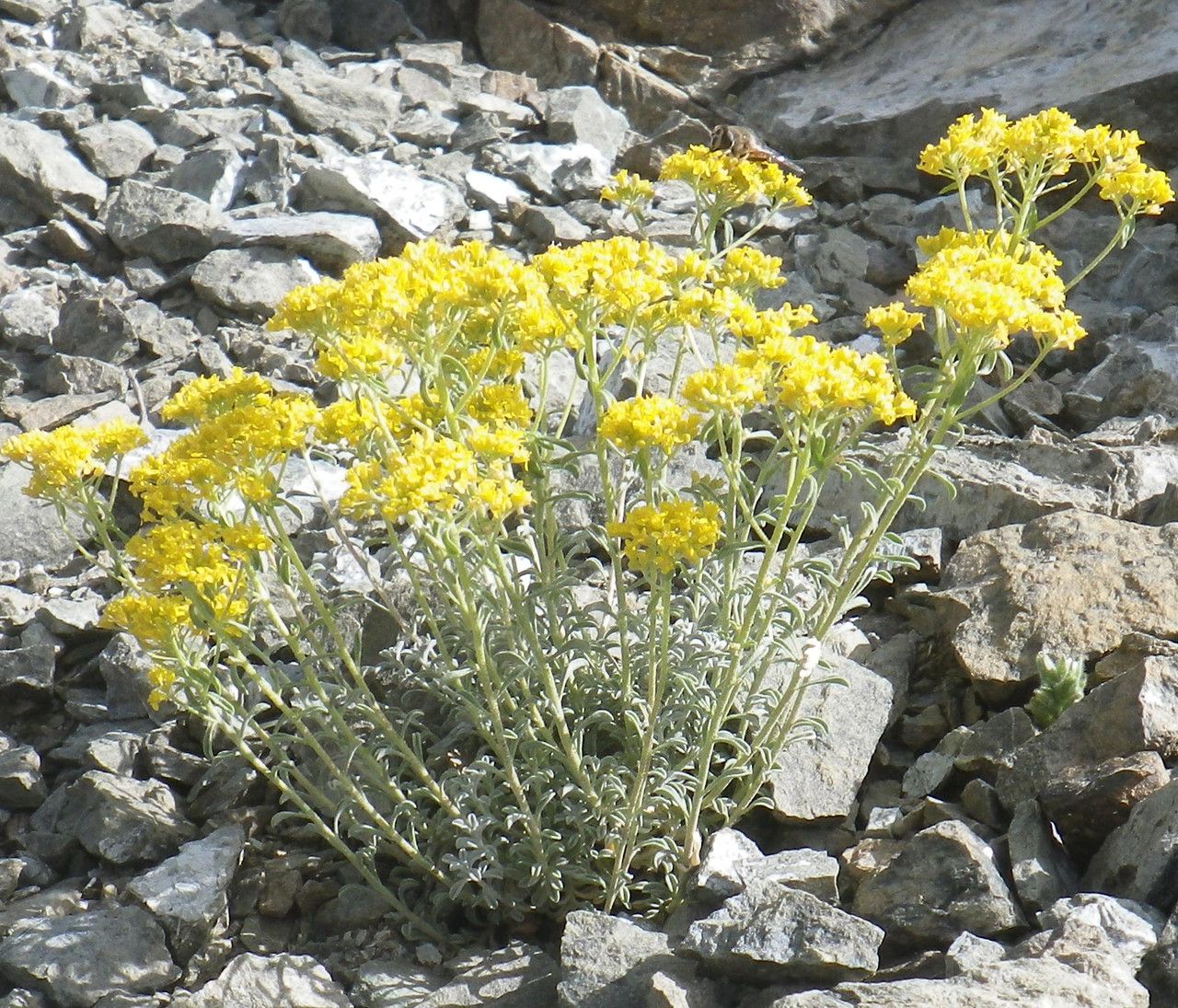 Alyssum troodi habit