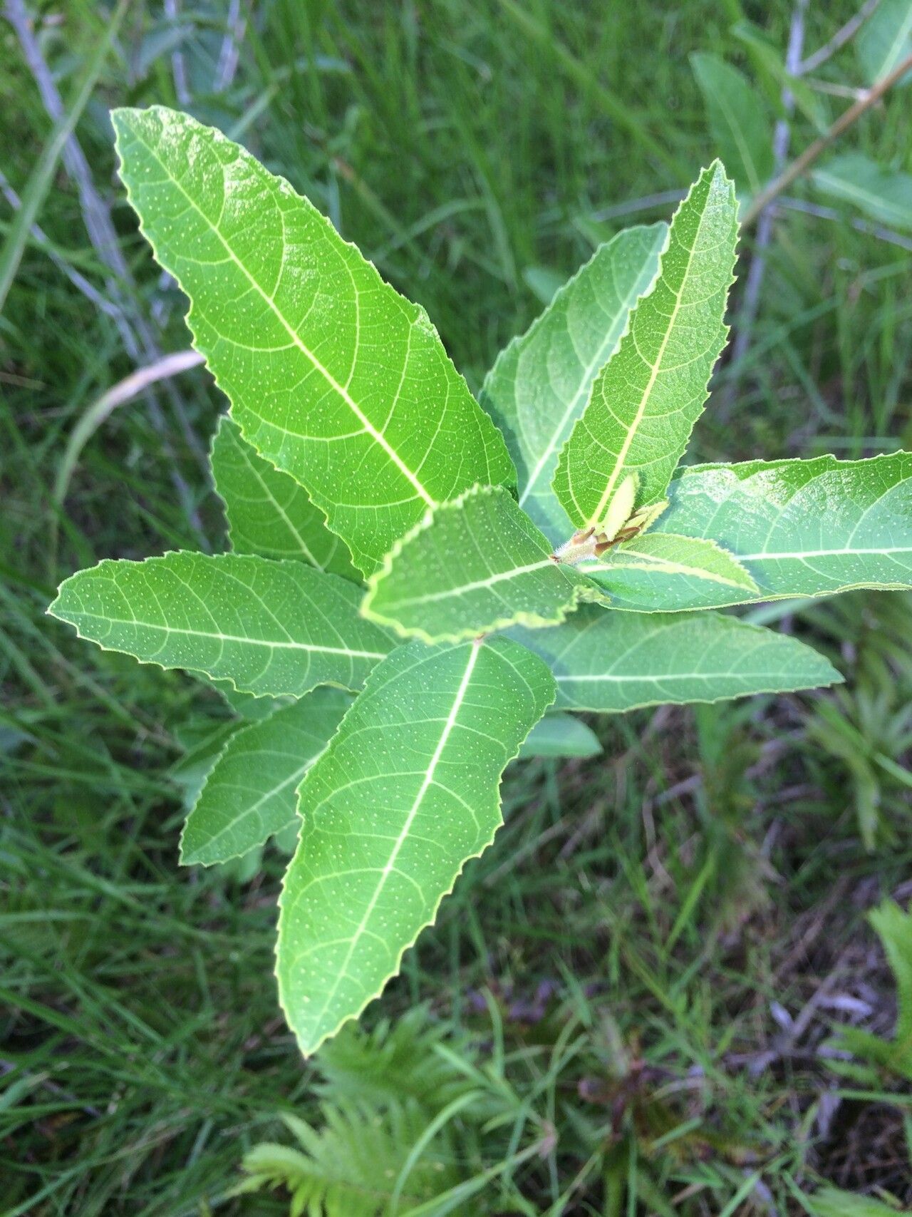 Ficus capreifolia leaf
