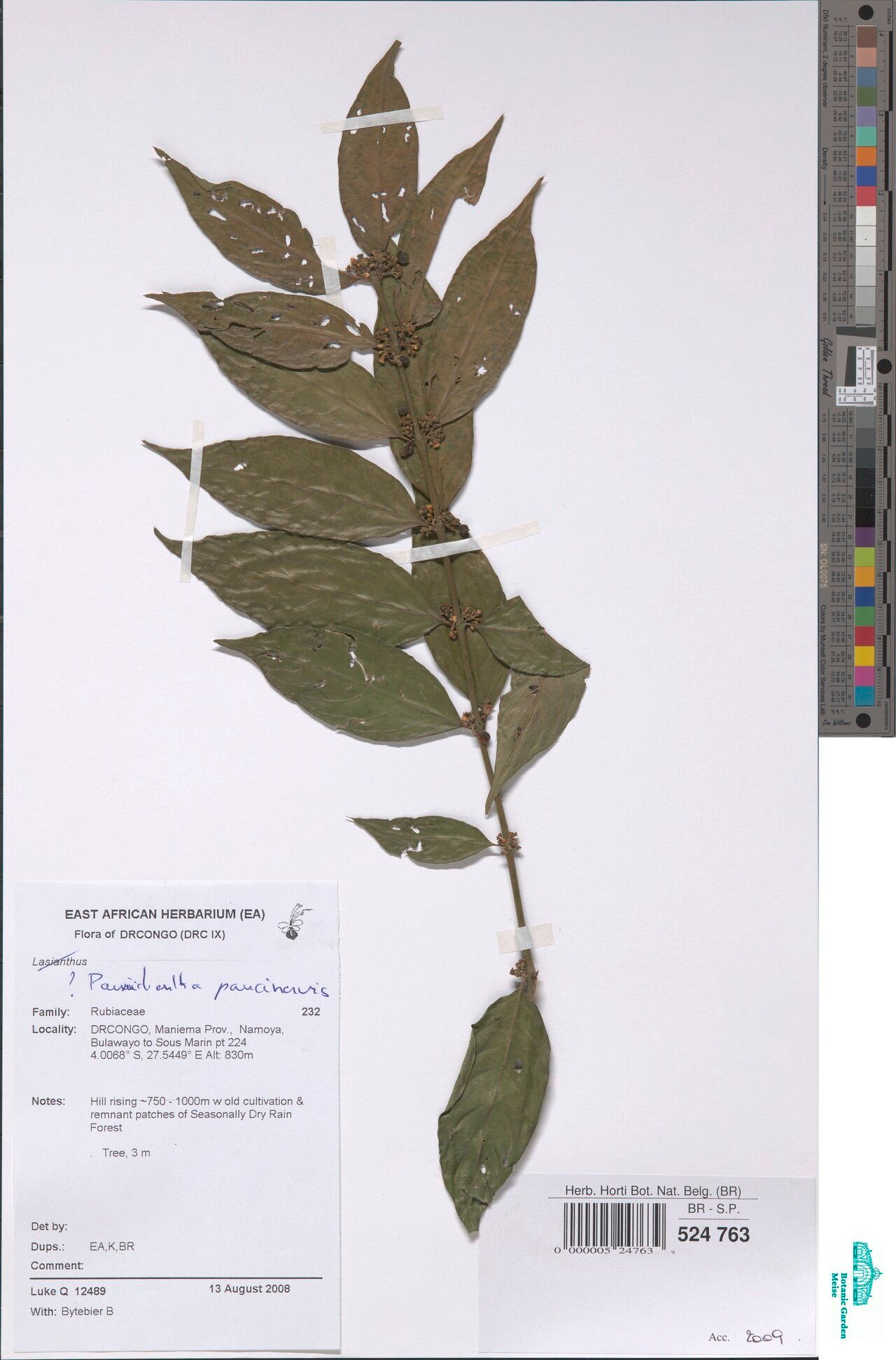 Pauridiantha bequaertii — related species from the same genus