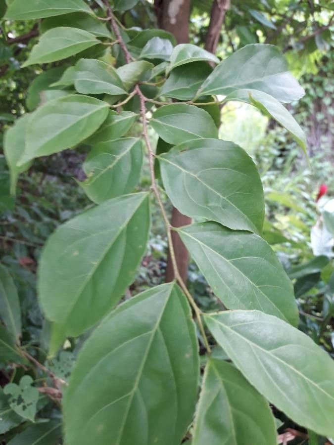 Casearia decandra leaf