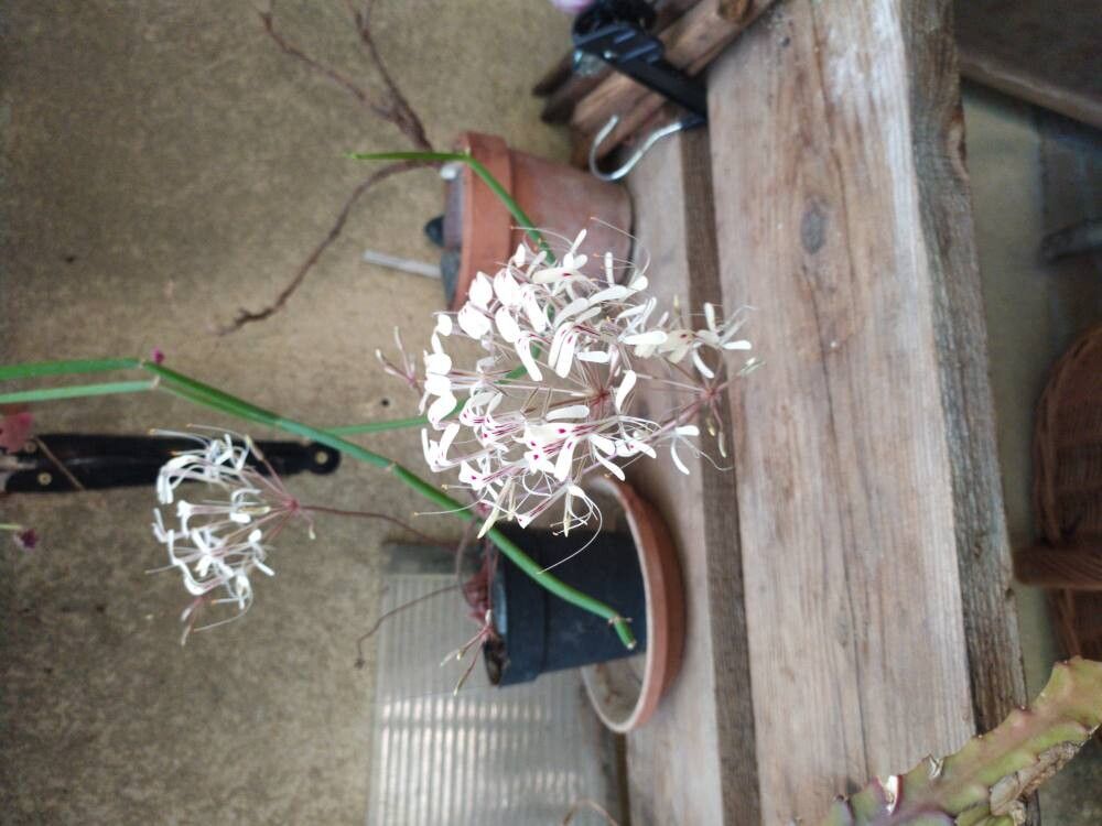 Pelargonium triandrum habit