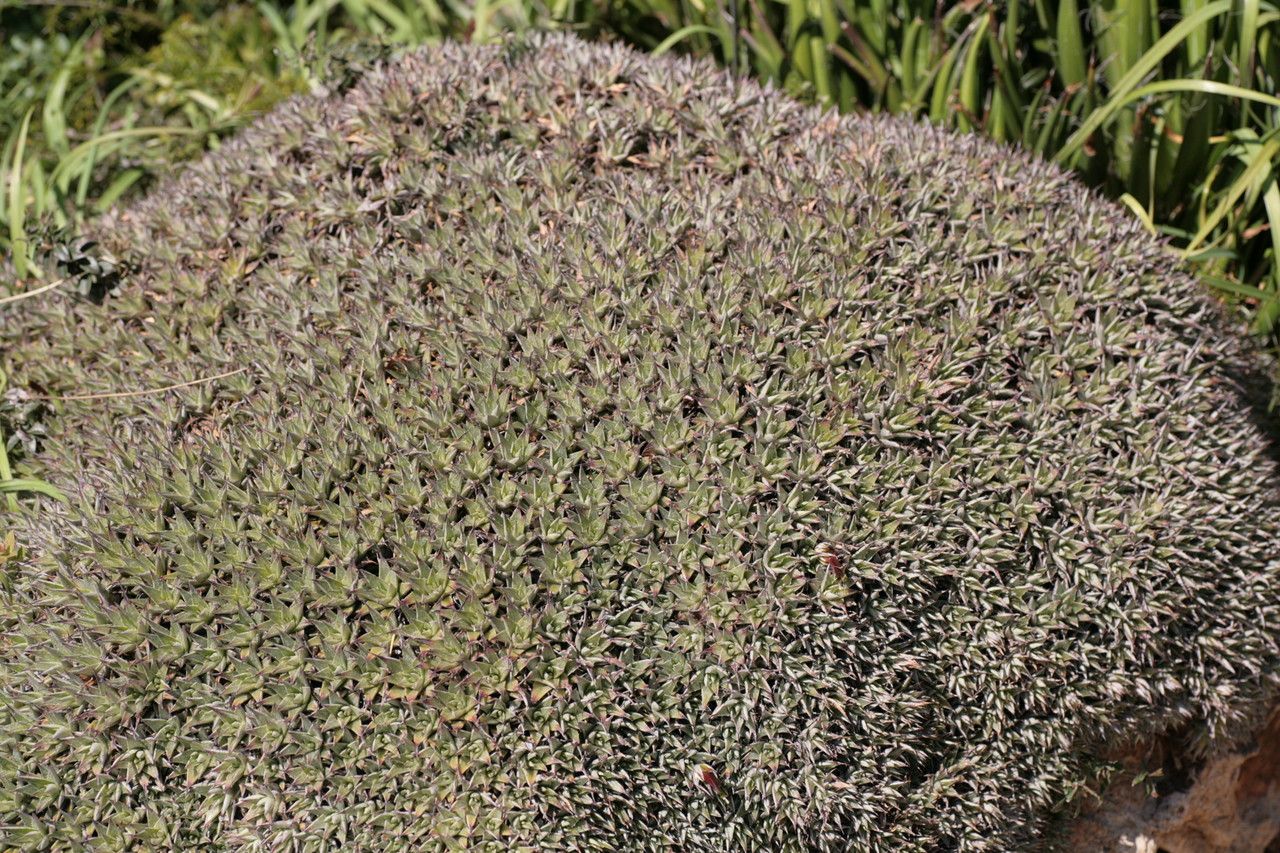 Deuterocohnia lorentziana leaf