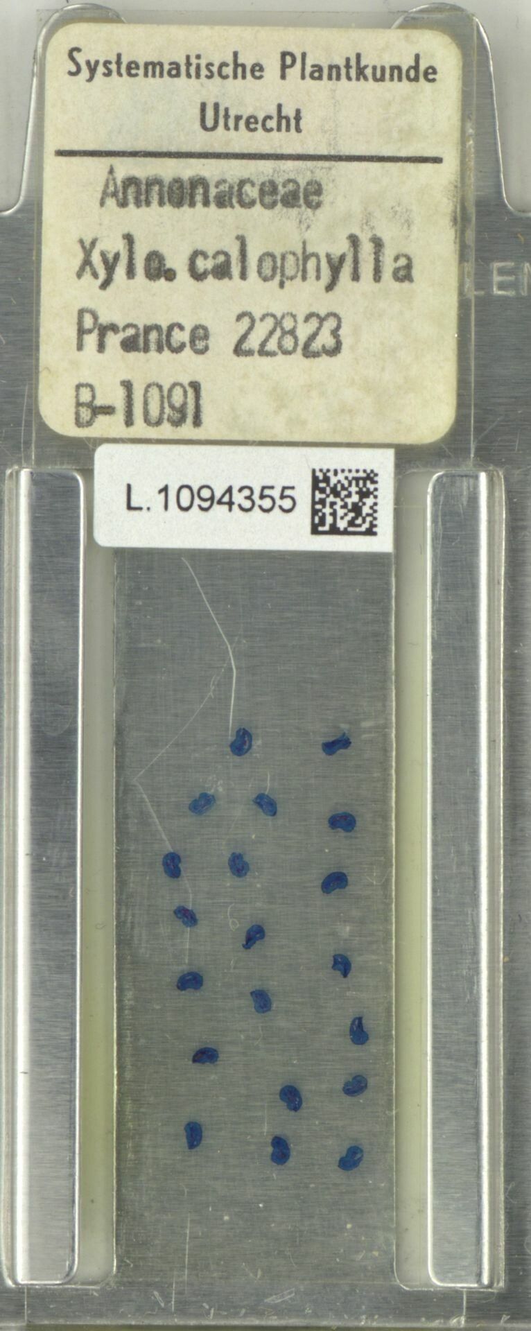 Xylopia calophylla fruit