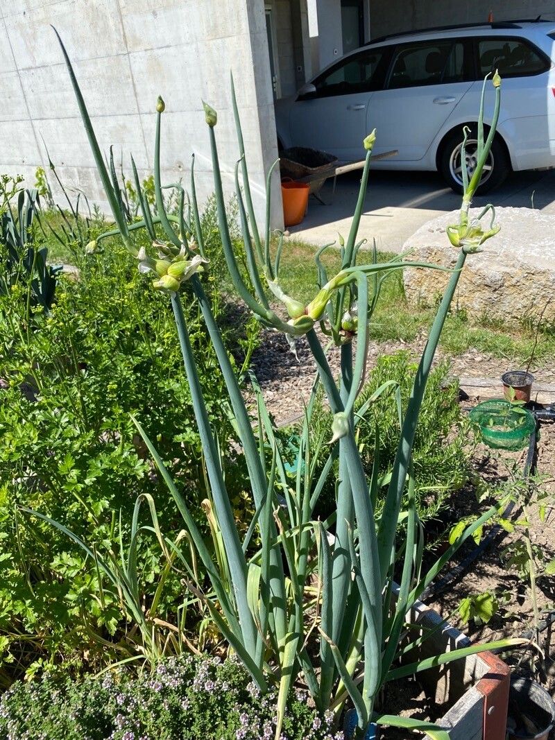 Allium × proliferum habit
