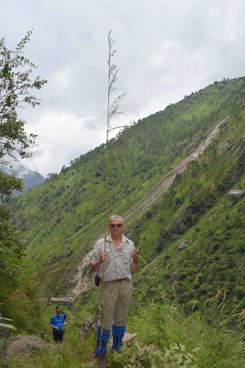 Themeda caudata other