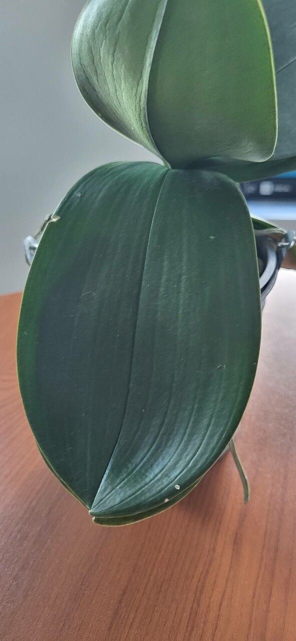 Eriaxis rigida — search result for 'Orchidaceae'