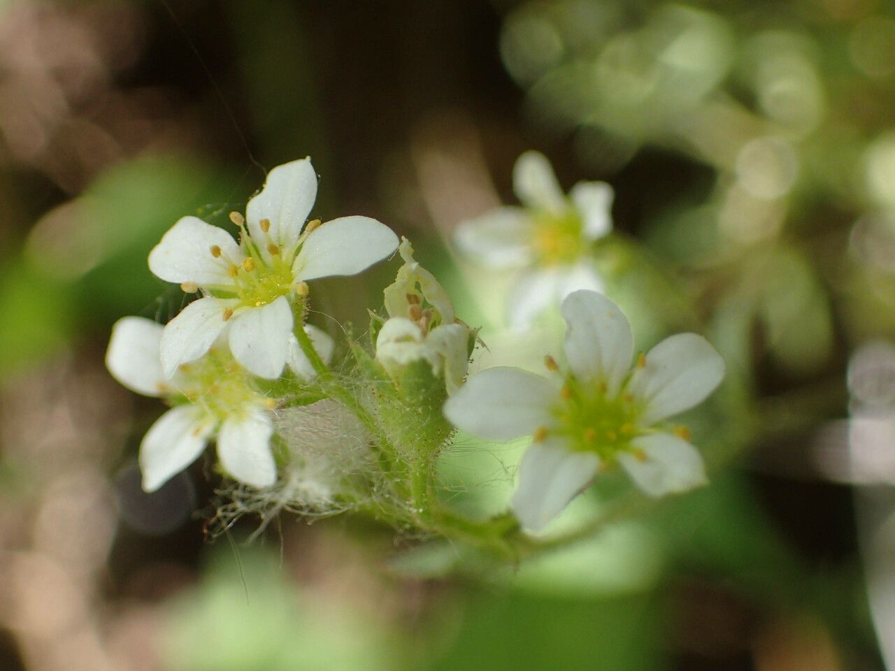Saxifraga fragosoi flower