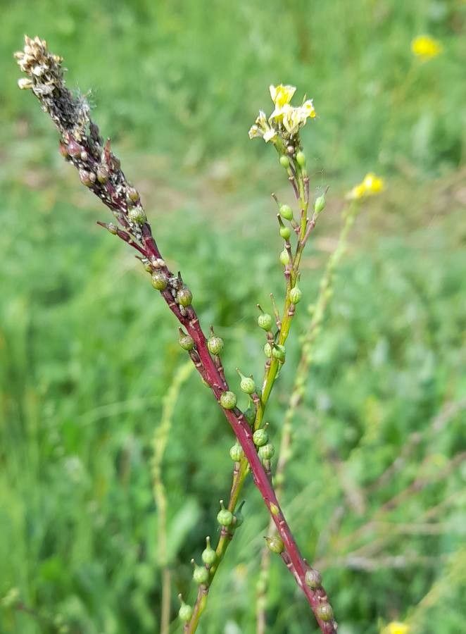 Rapistrum rugosum fruit