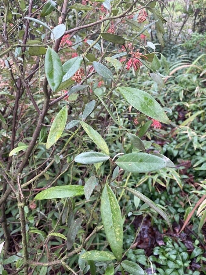 Grevillea victoriae leaf