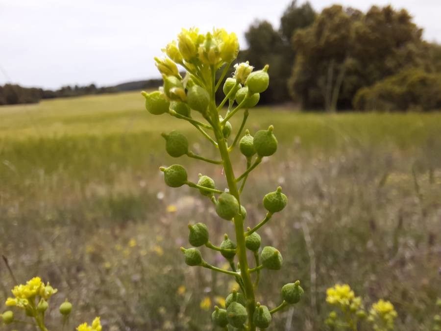 Neslia paniculata flower