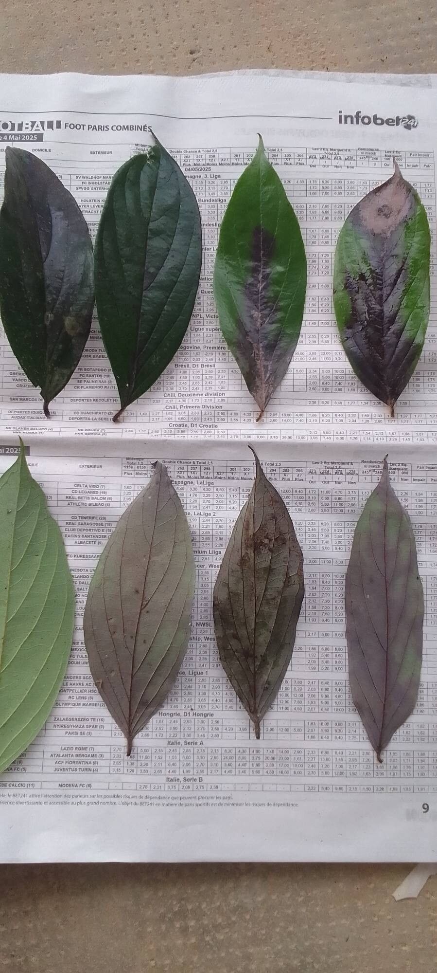 Diospyros mannii — houseplant care guide
