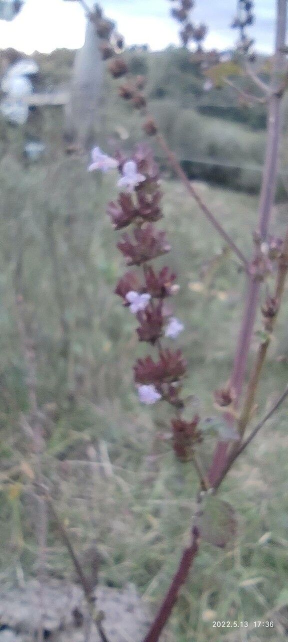 Salvia munzii flower
