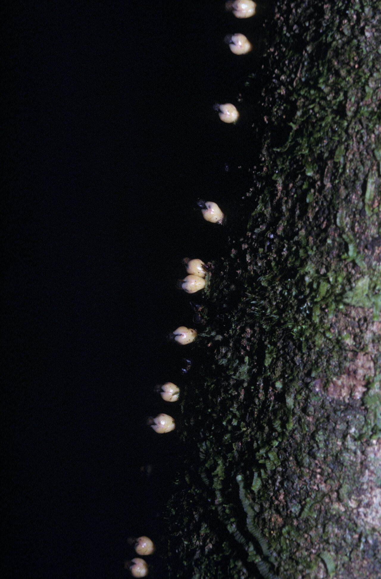 Apodanthes caseariae — houseplant care guide