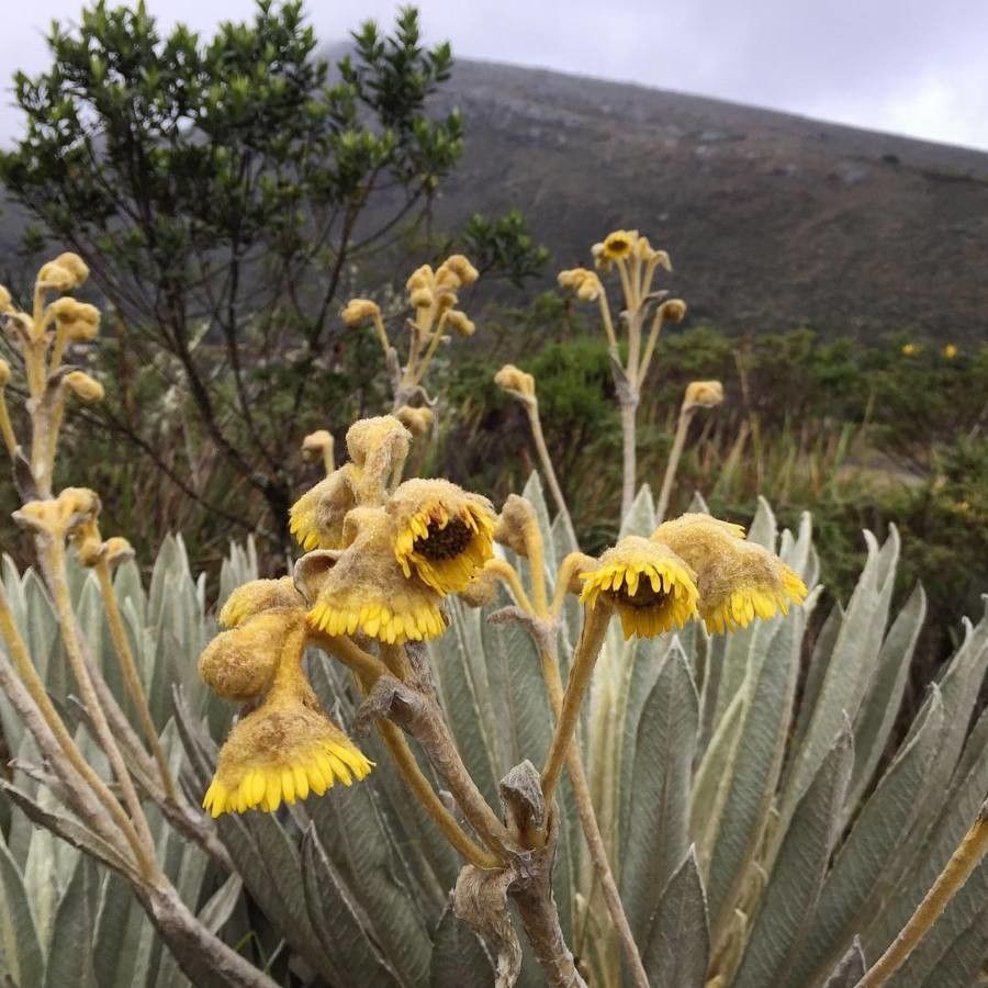 Espeletia boyacensis flower