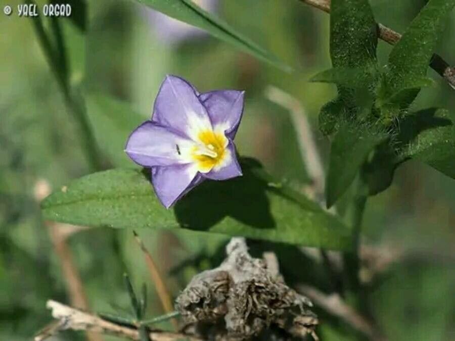 Convolvulus pentapetaloides flower
