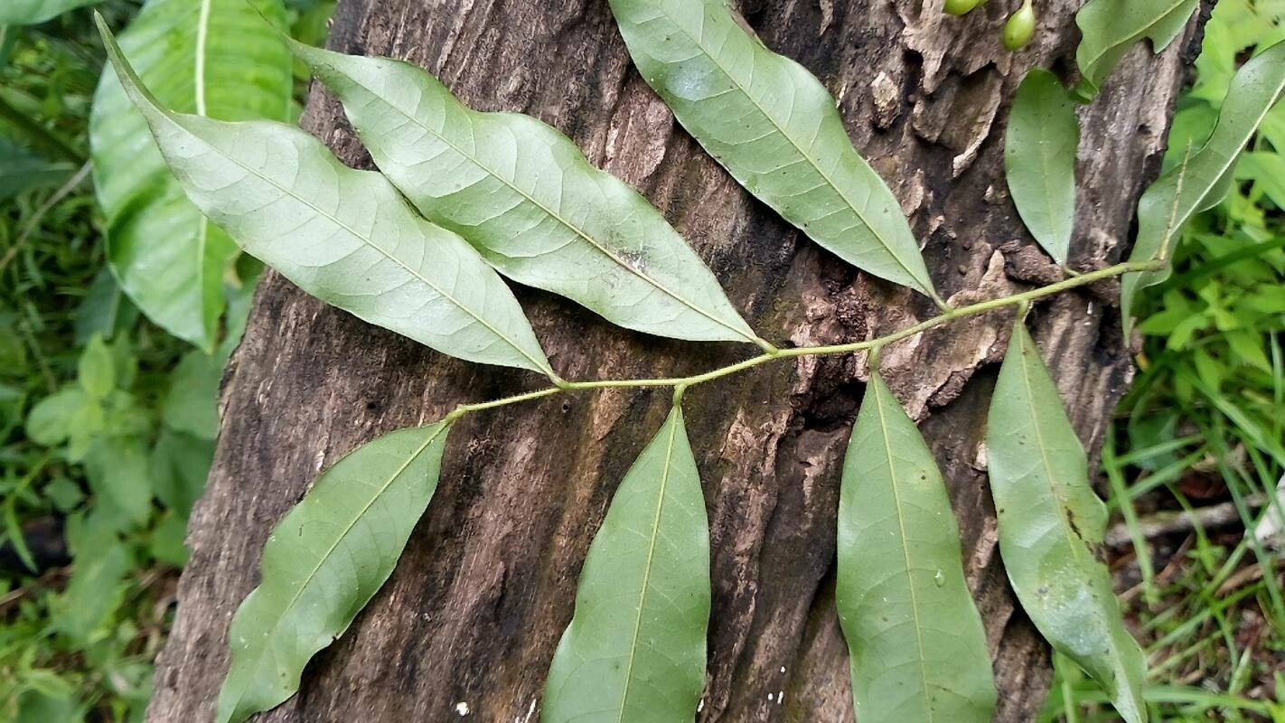 Guatteria dolichopoda leaf