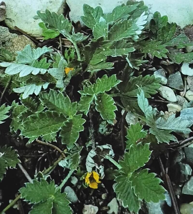 Potentilla nivea — search result for 'and Greenland'