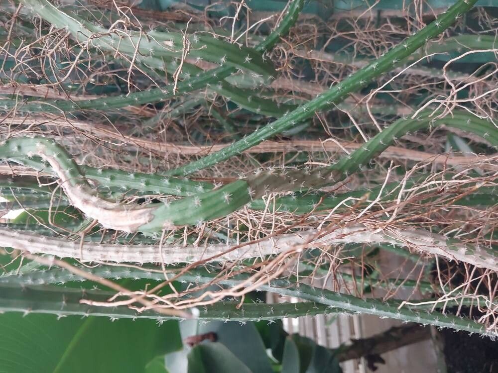 Selenicereus vagans bark