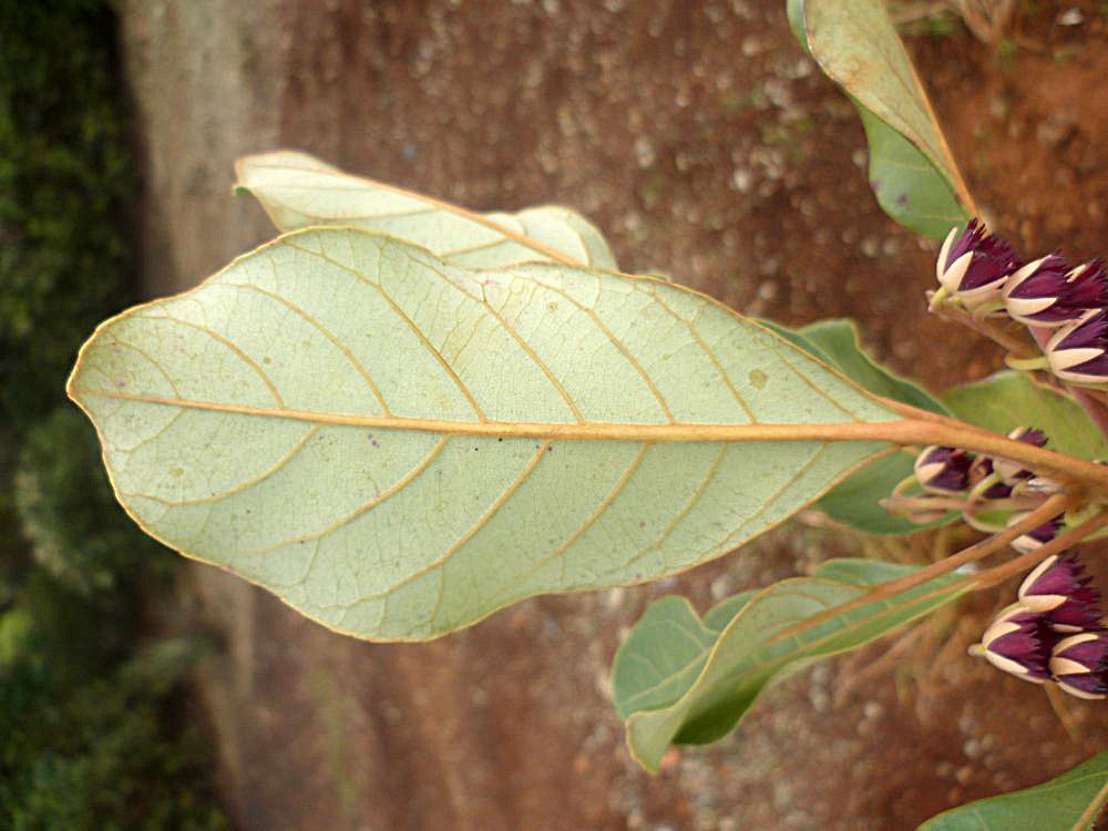 Elaeocarpus kaalensis leaf