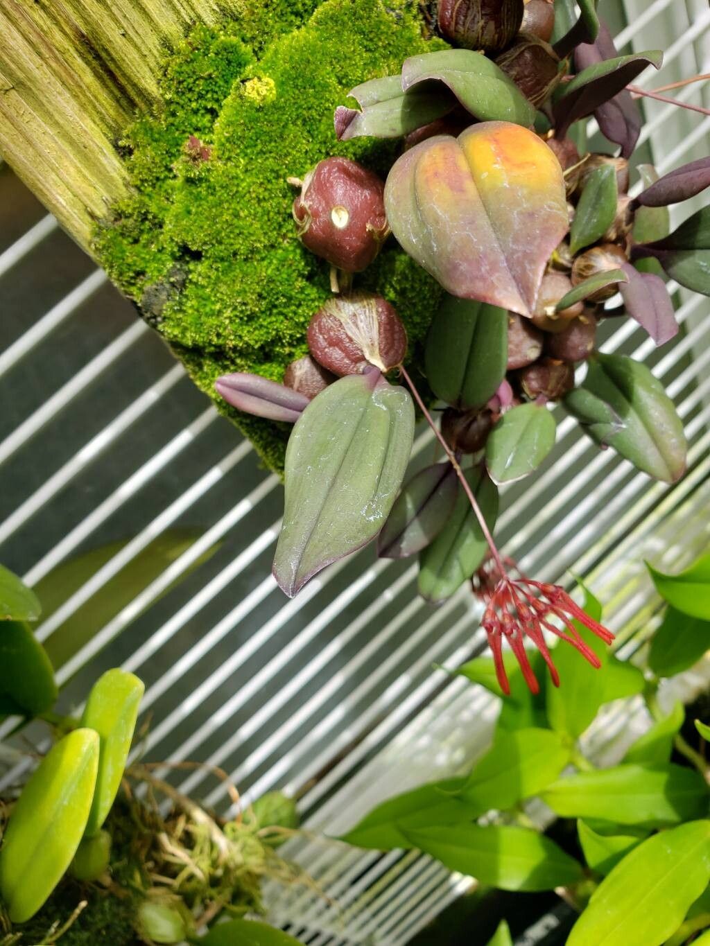 Bulbophyllum thaiorum — houseplant care guide