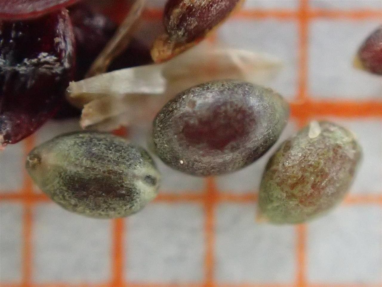 Luzula luzuloides fruit