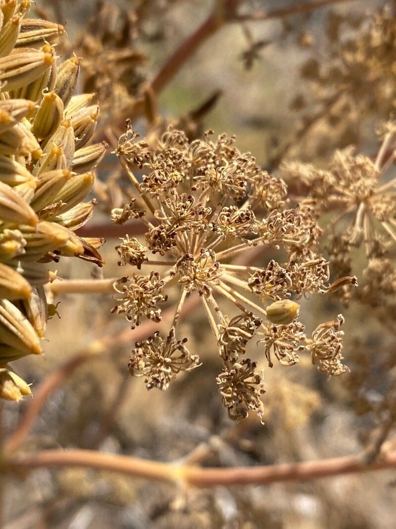 Athamanta montana — related species from the same genus