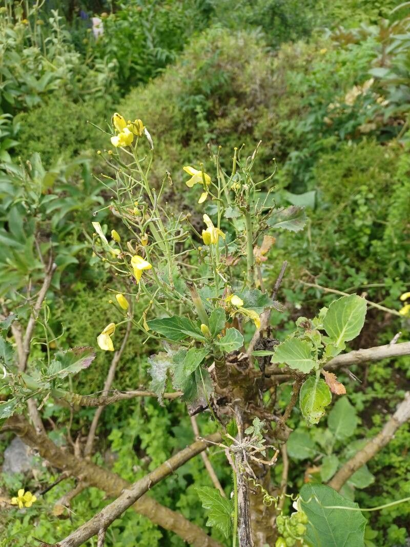 Euphorbia veneris flower