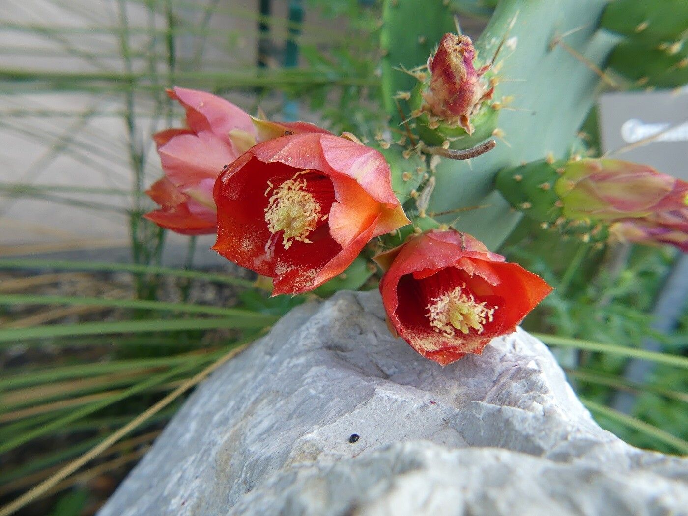 Opuntia elatior flower