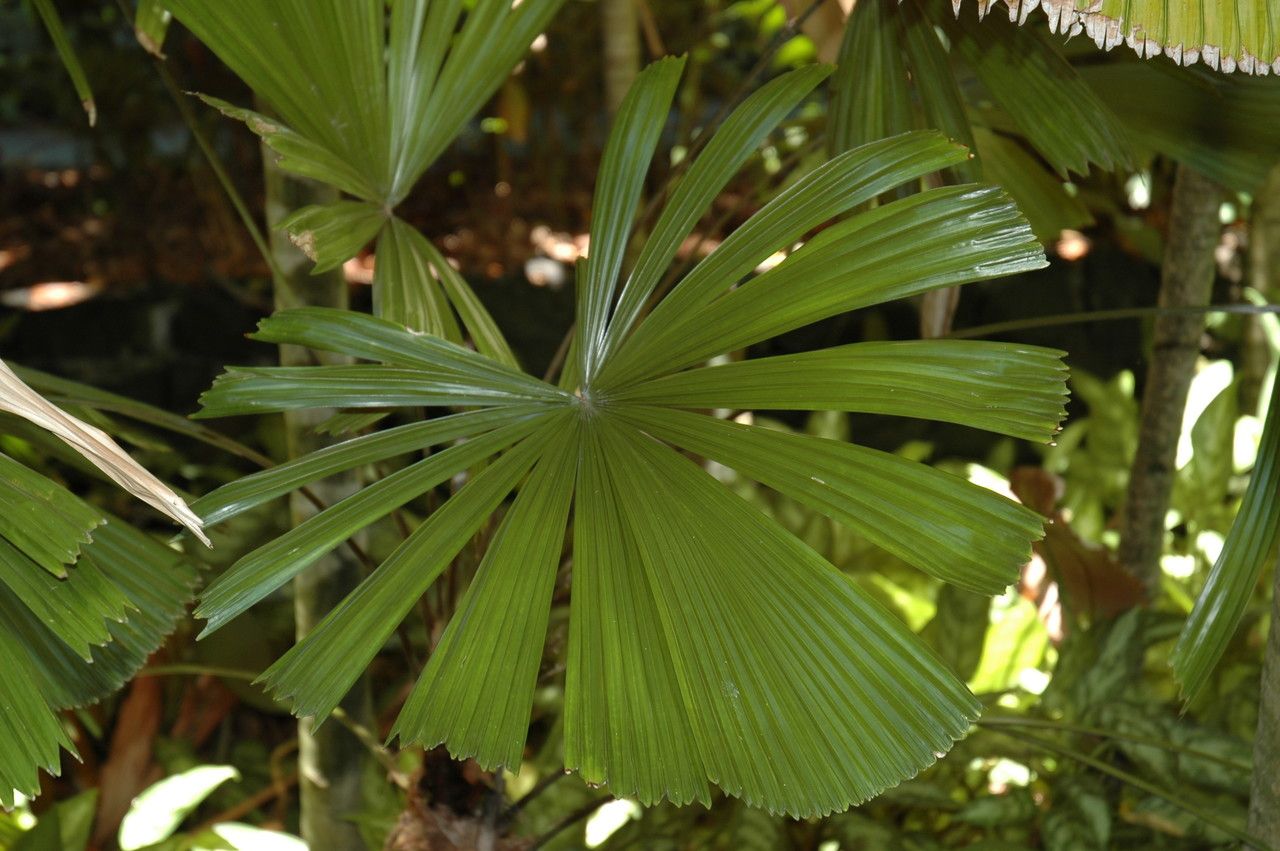 Licuala lauterbachii