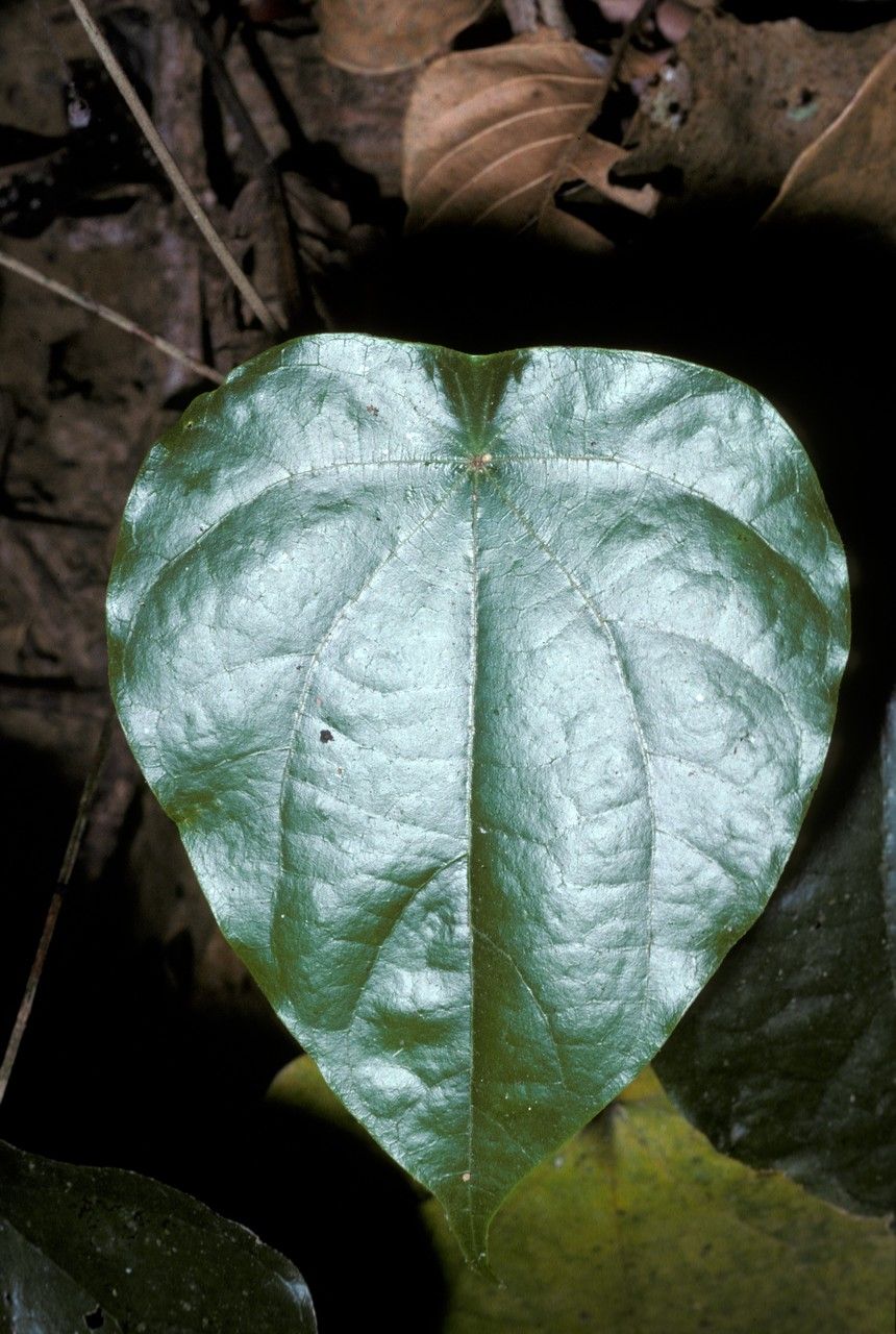 Coscinium fenestratum — search result for 'Menispermaceae'