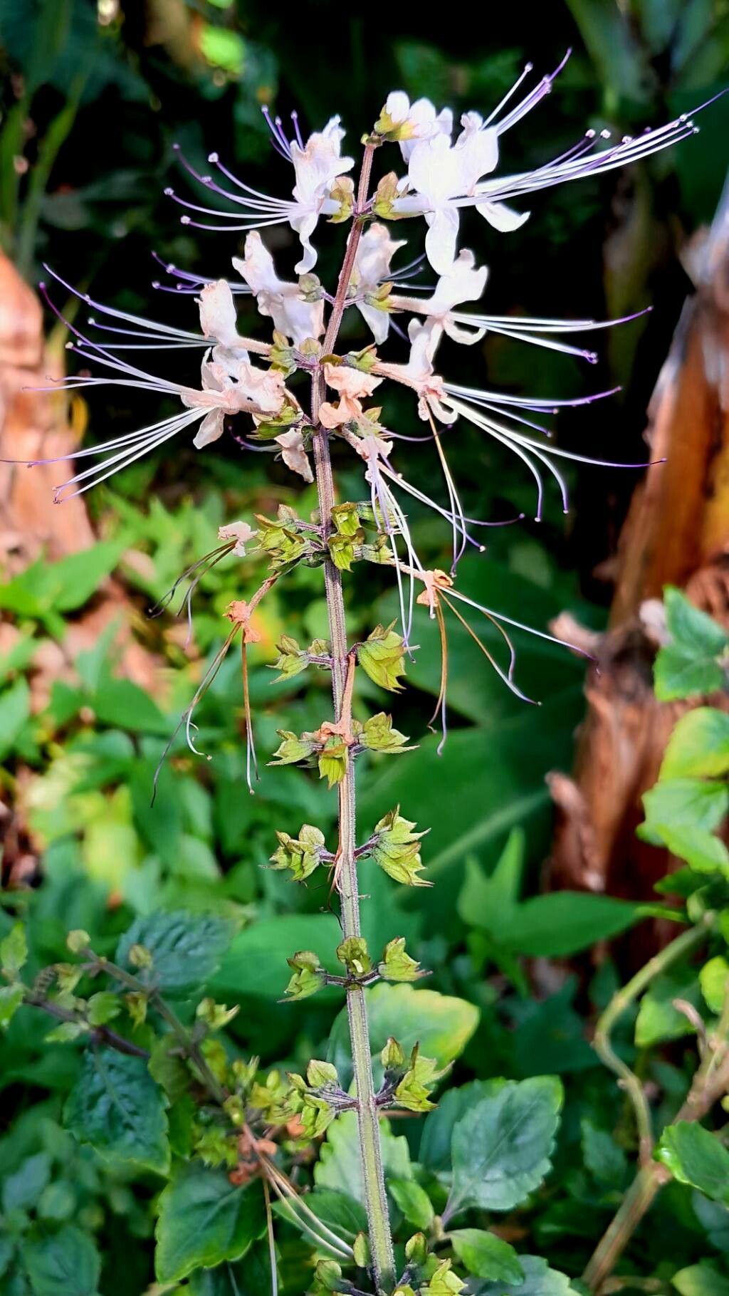 Orthosiphon aristatus fruit