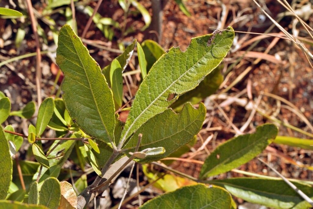 Searsia kirkii — houseplant care guide