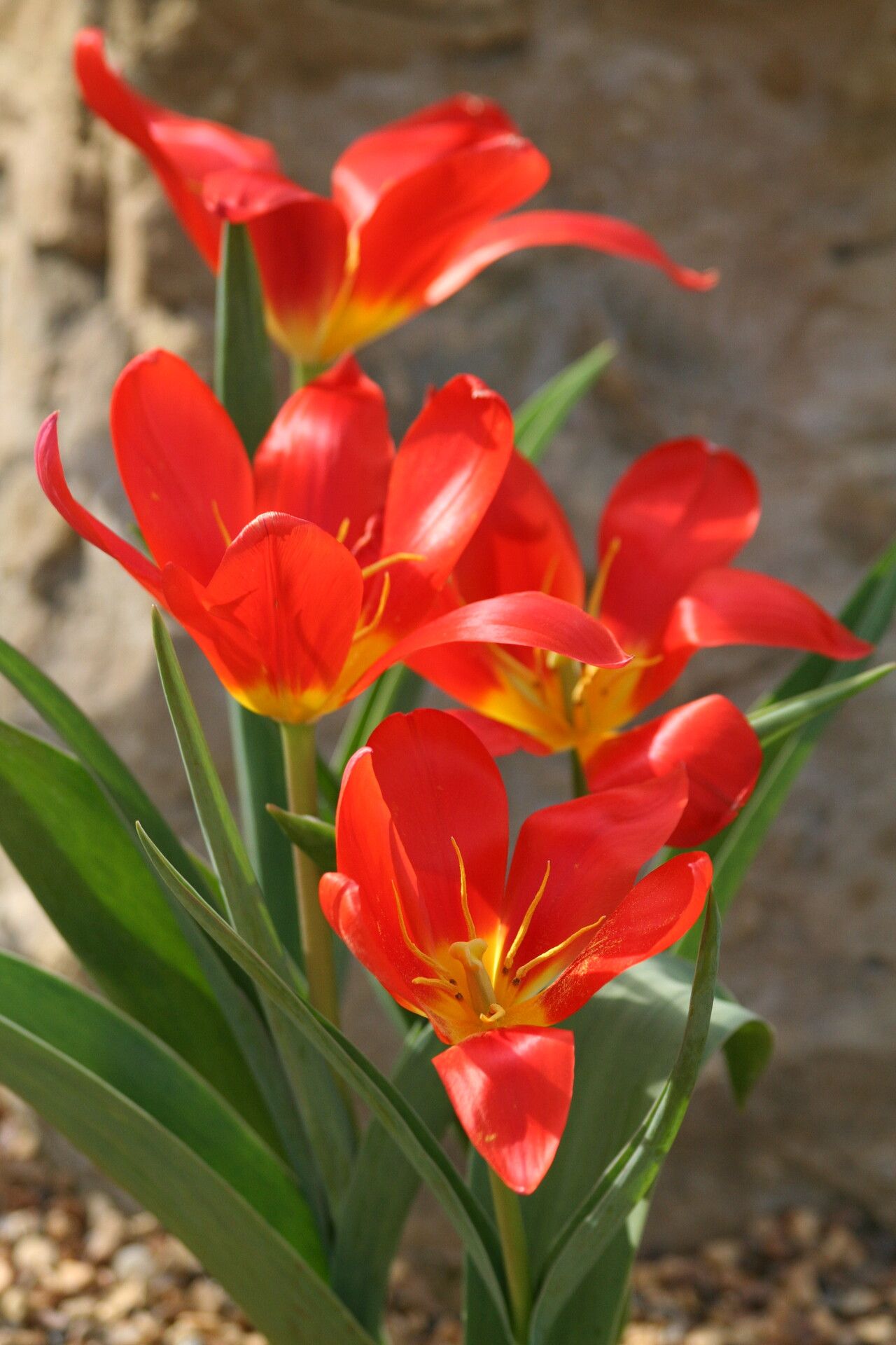 Tulipa butkovii — search result for 'Tulipa'